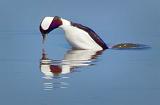 Bufflehead Poised For A Dive_26249